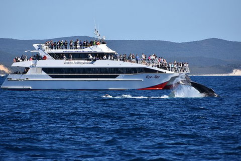 Whale Watching Cruise From Redcliffe, Brisbane Or The Sunshine Coast - Tourism Cairns 2