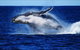 Whale Watching Cruise From Redcliffe, Brisbane Or The Sunshine Coast - thumb 8