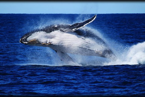 Whale Watching Cruise From Redcliffe, Brisbane Or The Sunshine Coast - Tourism Cairns 8