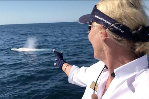 Whale Watching Cruise From Redcliffe, Brisbane Or The Sunshine Coast - Tourism Cairns 4
