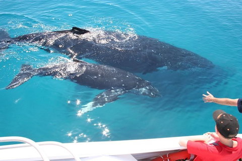Whale Watching Cruise From Redcliffe, Brisbane Or The Sunshine Coast - Tourism Cairns 3
