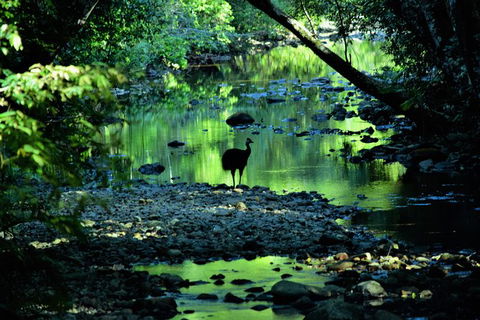 Daintree - Cape Tribulation & Atherton Tablelands Tours From Port Douglas - Tourism Cairns 1
