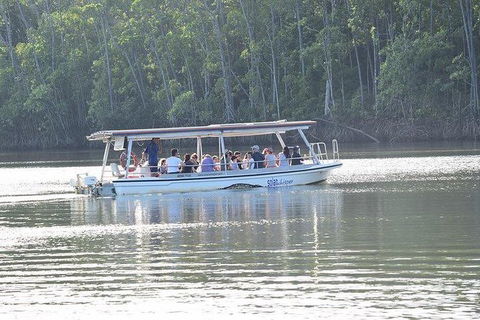 Daintree - Cape Tribulation & Atherton Tablelands Tours From Port Douglas - Tourism Cairns 16