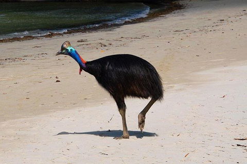 Daintree - Cape Tribulation & Atherton Tablelands Tours From Port Douglas - Tourism Cairns 17