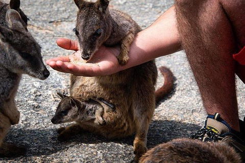 Daintree - Cape Tribulation & Atherton Tablelands Tours From Port Douglas - Tourism Cairns 4