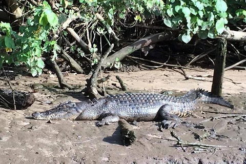 Daintree - Cape Tribulation & Atherton Tablelands Tours From Port Douglas - Tourism Cairns 24