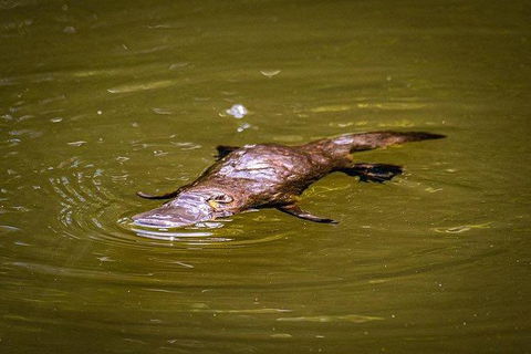 Daintree - Cape Tribulation & Atherton Tablelands Tours From Port Douglas - Tourism Cairns 27