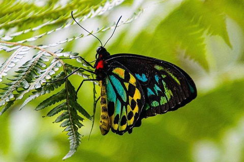 Daintree - Cape Tribulation & Atherton Tablelands Tours From Port Douglas - Tourism Cairns 19