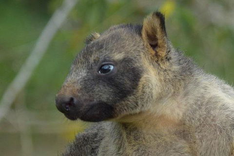 Daintree - Cape Tribulation & Atherton Tablelands Tours From Port Douglas - Tourism Cairns 8