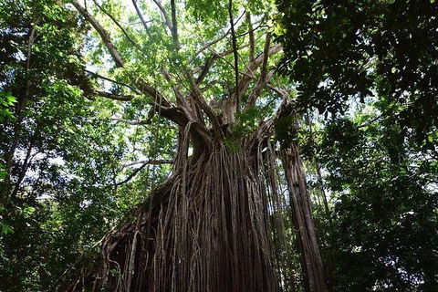 Daintree - Cape Tribulation & Atherton Tablelands Tours From Port Douglas - Tourism Cairns 20