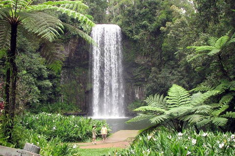 Daintree - Cape Tribulation & Atherton Tablelands Tours From Port Douglas - Tourism Cairns 12