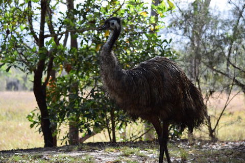 Daintree - Cape Tribulation & Atherton Tablelands Tours From Port Douglas - Tourism Cairns 29