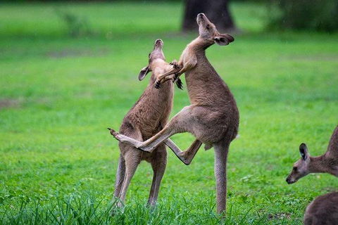 Daintree - Cape Tribulation & Atherton Tablelands Tours From Port Douglas - Tourism Cairns 14