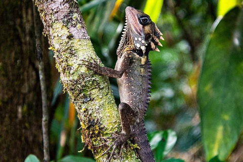 Daintree - Cape Tribulation & Atherton Tablelands Tours From Port Douglas - Tourism Cairns 7