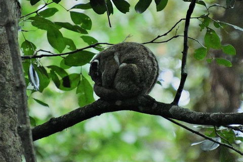 Daintree - Cape Tribulation & Atherton Tablelands Tours From Port Douglas - Tourism Cairns 11