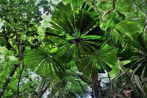 Daintree - Cape Tribulation & Atherton Tablelands Tours From Port Douglas - Tourism Cairns 22