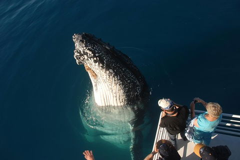 Hervey Bay Whale Watching Experience - Tourism Cairns 0