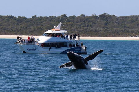 Hervey Bay Whale Watching Experience - Tourism Cairns 1