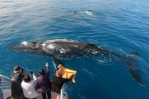 Hervey Bay Whale Watching Experience - Tourism Cairns 6
