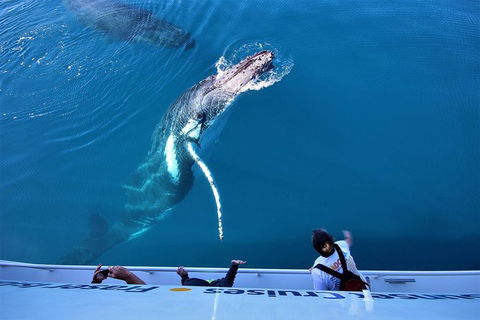 Hervey Bay Whale Watching Experience - Tourism Cairns 3