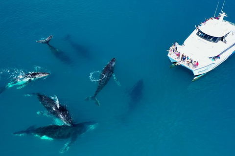 Hervey Bay Whale Watching Experience - Tourism Cairns 7