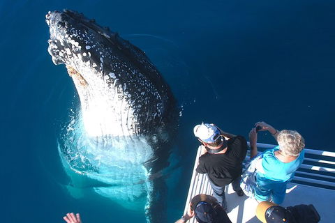 Hervey Bay Whale Watching Experience - Tourism Cairns 14