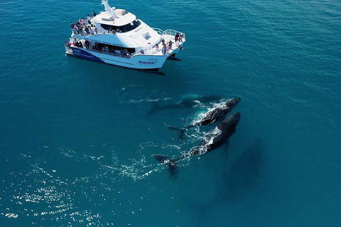Hervey Bay Whale Watching Experience - Tourism Cairns 2
