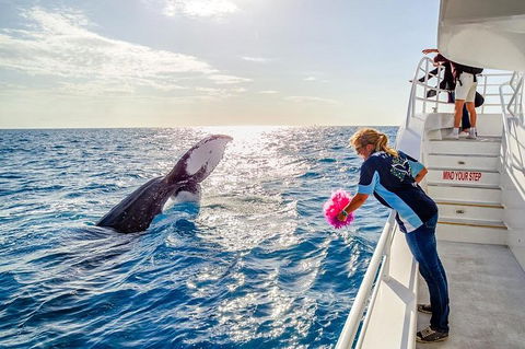 Hervey Bay Whale Watching Experience - Tourism Cairns 8