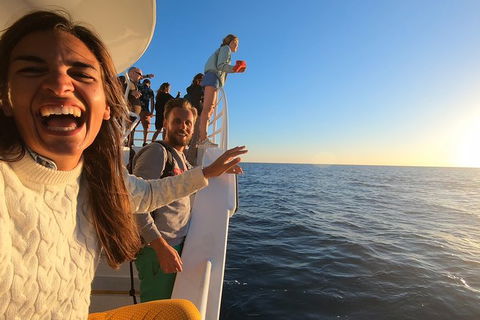 Hervey Bay Whale Watching Experience - Tourism Cairns 9