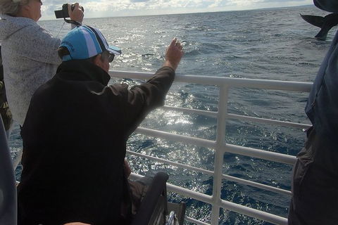 Hervey Bay Whale Watching Experience - Tourism Cairns 13