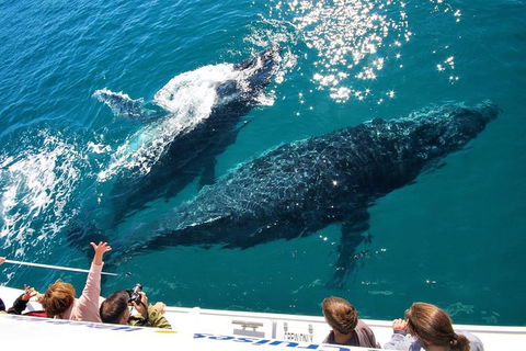 Hervey Bay Whale Watching Experience - Tourism Cairns 12