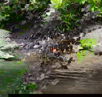 Whitsunday Crocodile Safari including Lunch - Tourism Cairns