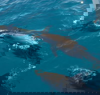 Fraser Island  Dolphin Sailing Adventure - Tourism Cairns