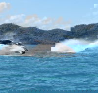 Whitsundays Whale Watching Cruise from Airlie Beach - Tourism Cairns