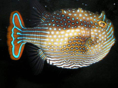 Quicksilver Outer Great Barrier Reef Snorkel Cruise From Port Douglas - Tourism Cairns 3