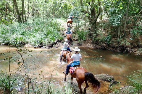 Country Day Ride From Mt Goomboorian With Rainbow Beach Horse Rides - Tourism Cairns 1
