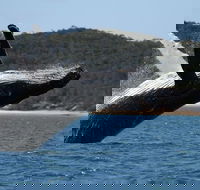 Hervey Bay Ultimate Whale Watching Cruise - Tourism Cairns