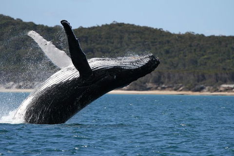 Hervey Bay Ultimate Whale Watching Cruise - Tourism Cairns 0