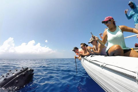 Hervey Bay Ultimate Whale Watching Cruise - Tourism Cairns 1