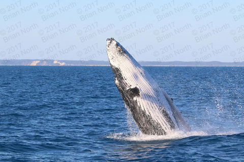 Hervey Bay Whale Watching Cruise - Tourism Cairns 2