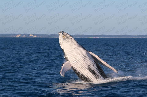 Hervey Bay Whale Watching Cruise - Tourism Cairns 3