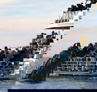 Hervey Bay Whale Watching Cruise - Tourism Cairns