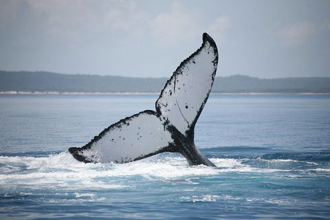 Hervey Bay Whale Watching Cruise - Tourism Cairns 1