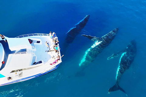 Hervey Bay Whale Watching Cruise - Tourism Cairns 9