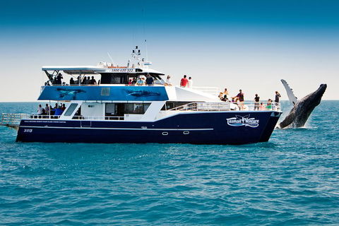 Hervey Bay Whale Watching Cruise - Tourism Cairns 7