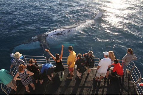 Hervey Bay Whale Watching Cruise - Tourism Cairns 6
