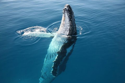 Hervey Bay Whale Watching Cruise - Tourism Cairns 8