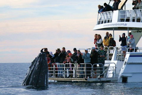 Hervey Bay Whale Watching Cruise - Tourism Cairns 4