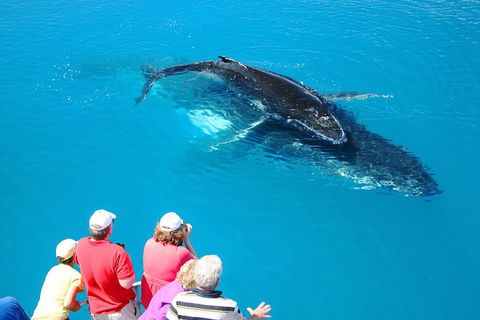 Hervey Bay Whale Watching Cruise - Tourism Cairns 5