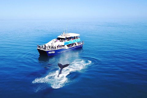 Hervey Bay Whale Watching Cruise - Tourism Cairns 10